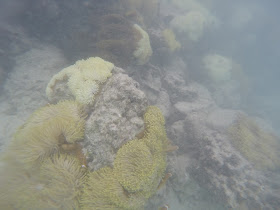 summer island maldives resort maldive reef underwater fishes