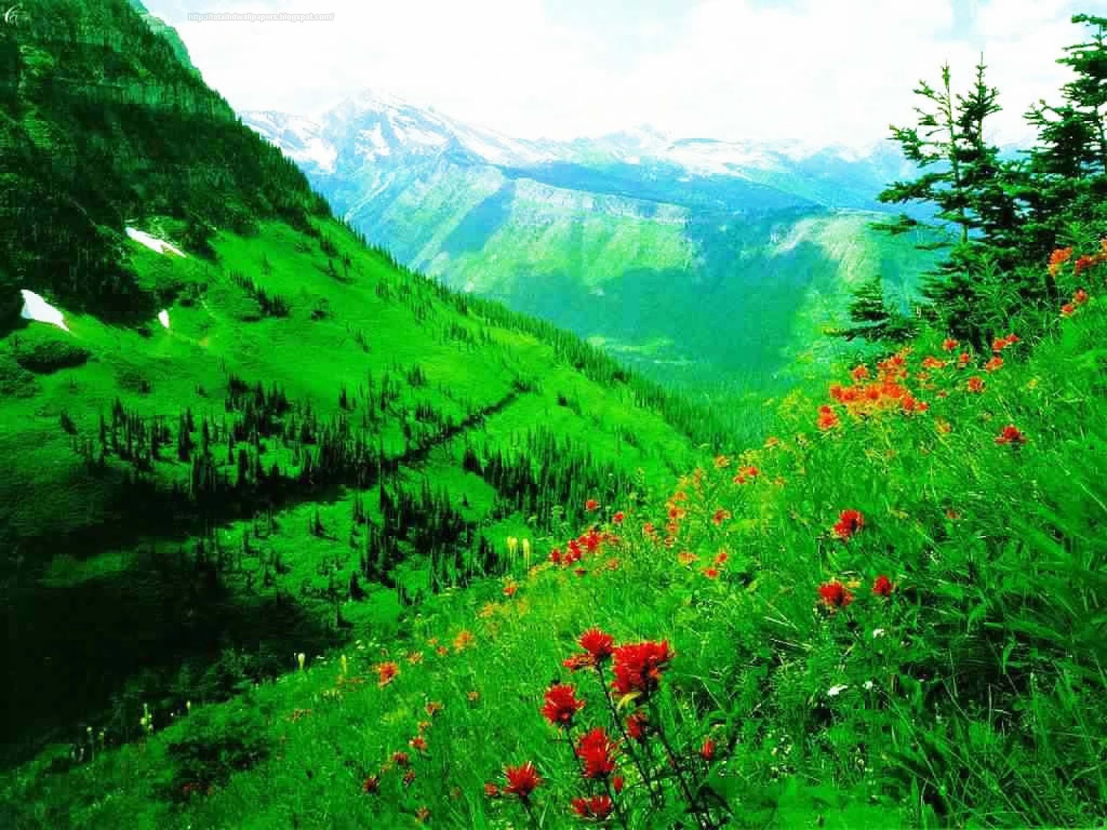 flower valley hd wallpaper labels beautiful valley wallpapers flower valley hd wallpaper labels beautiful valley wallpapers