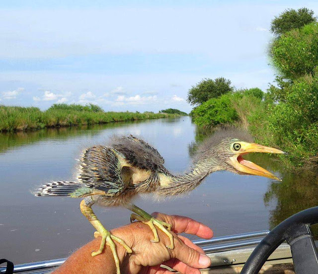daily timewaster Baby blue heron all babies are beautiful, right?