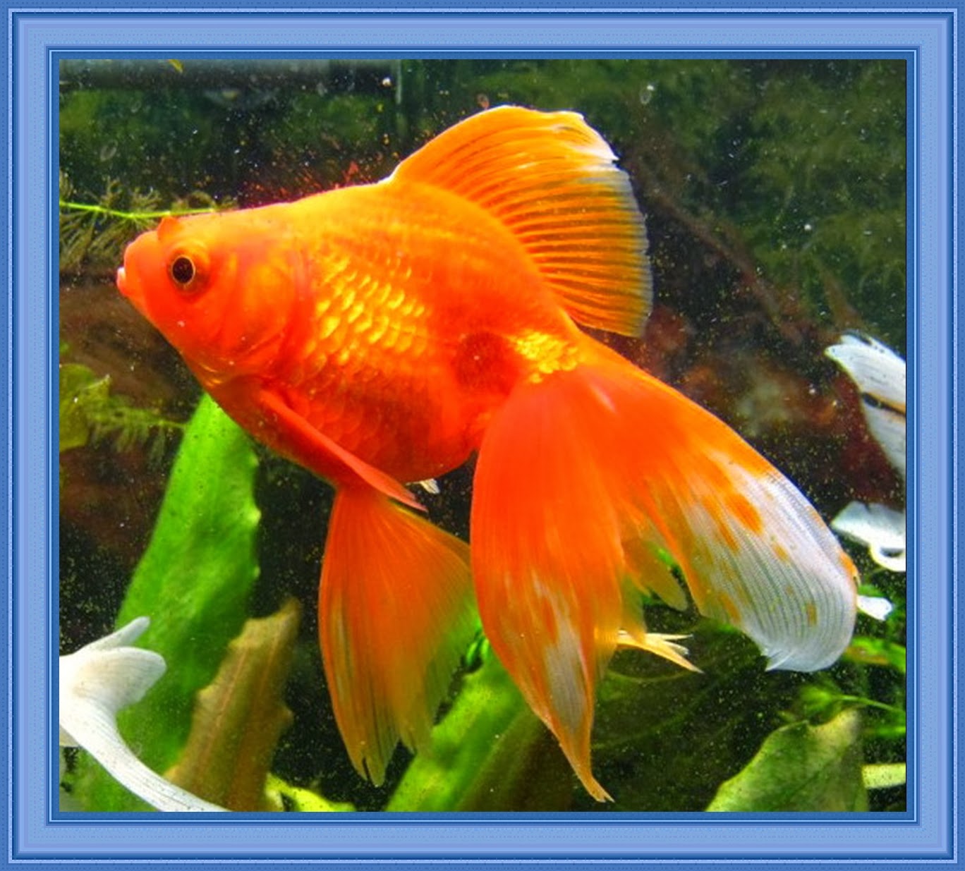 Фото цветов золотая рыбка. Рыбка Комета вуалехвост. Золотая рыбка волехвостка. Вуалехвост ситцевый. Вуалехвост золотой.