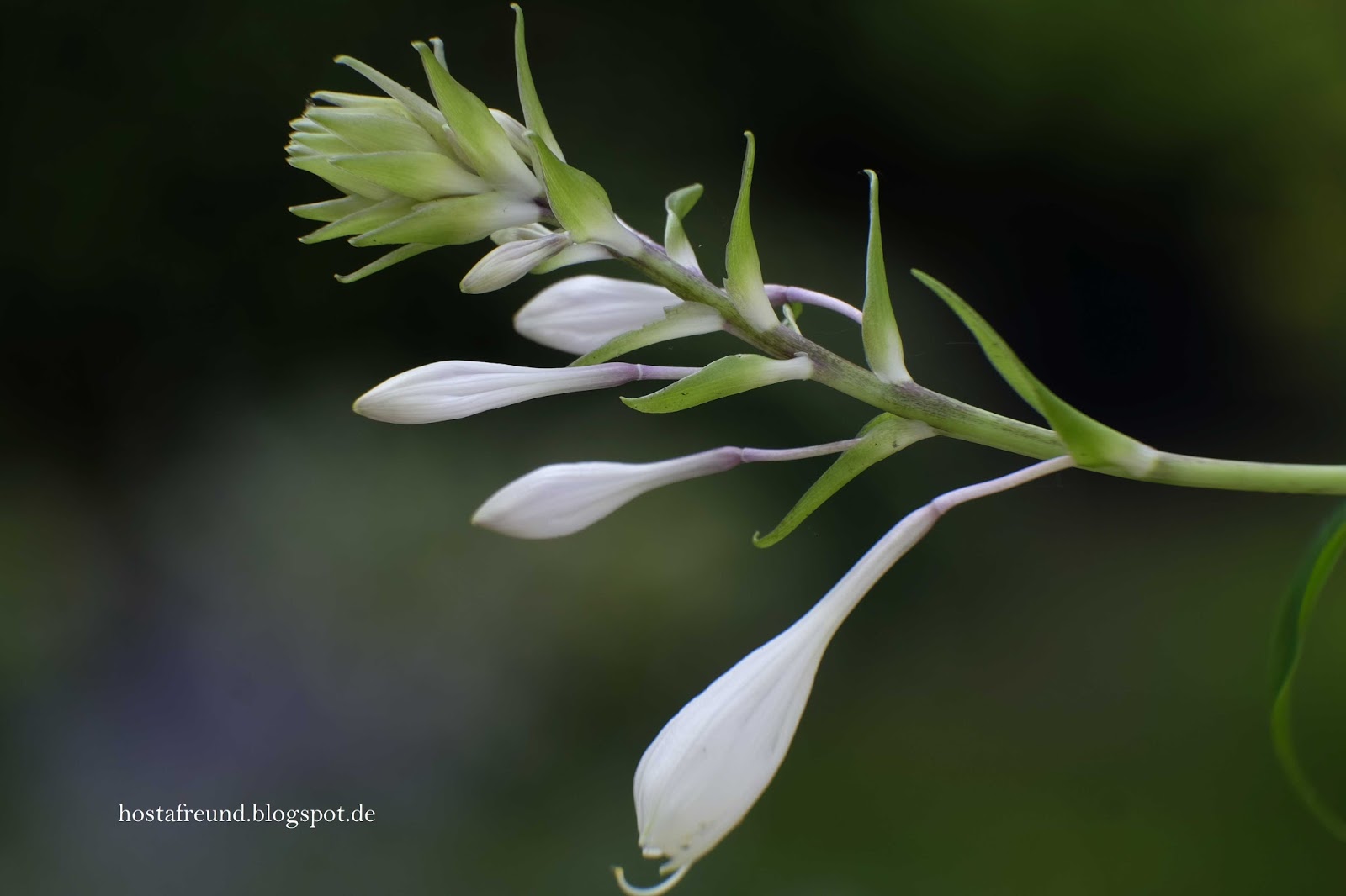 Hosta Funkie 'Blue Mammoth' - Winterharte Staude Für Halbschatten