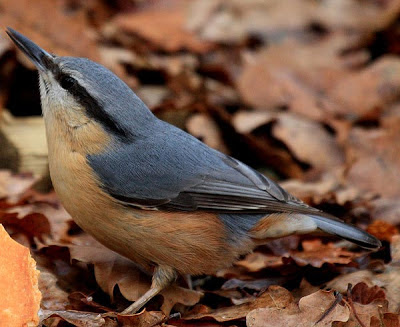 Trepador azul (Sitta europaea)