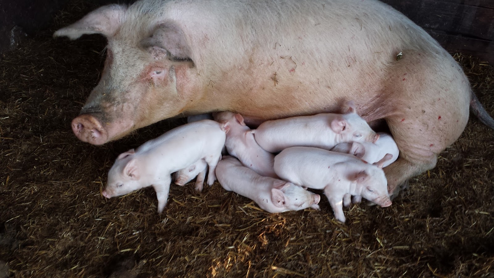 meat Spring piglets pictures