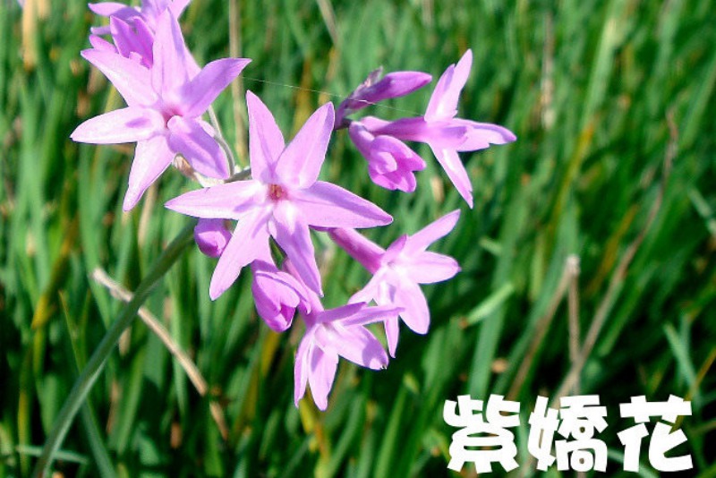 桃園農業改良場台北分場|佳園路農改場|北大特區樹林花海|行政院農業委員會桃園區農業改良場台北分場|三峽北大波斯菊花海|北大農改場|米漢堡、米餅DIY活動