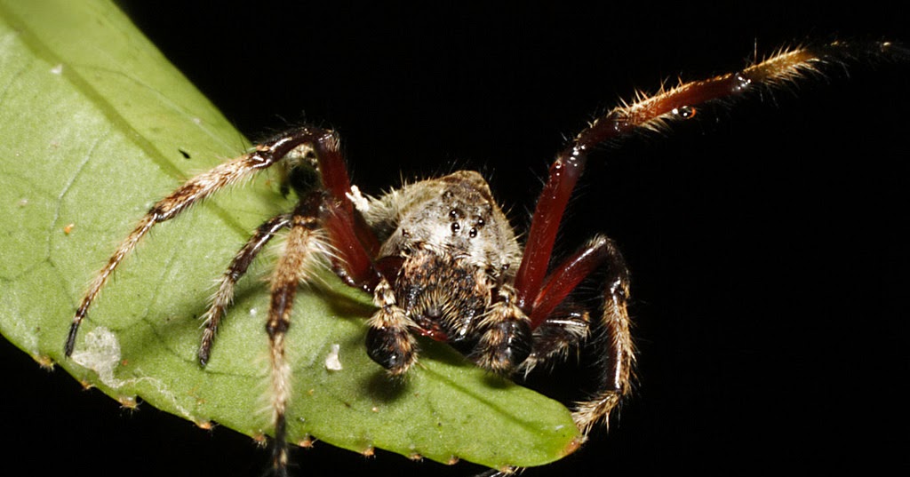 Earth and Space News Silk From Darwin's Bark Spiders on Elementary's