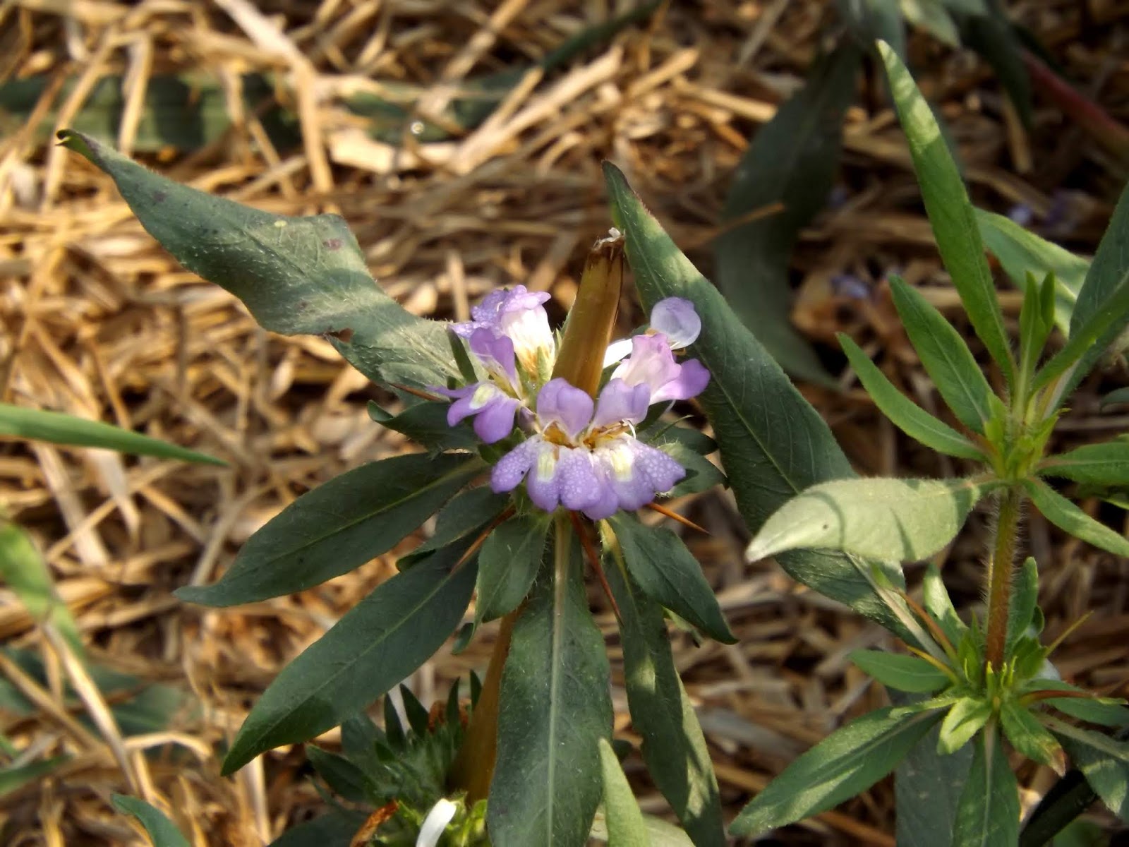 Kulekhara or Talmakhna, Hygrophila auriculata