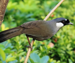 jenis burung poksay jenis burung poksay, jenis poksay, burung poksay, poksay