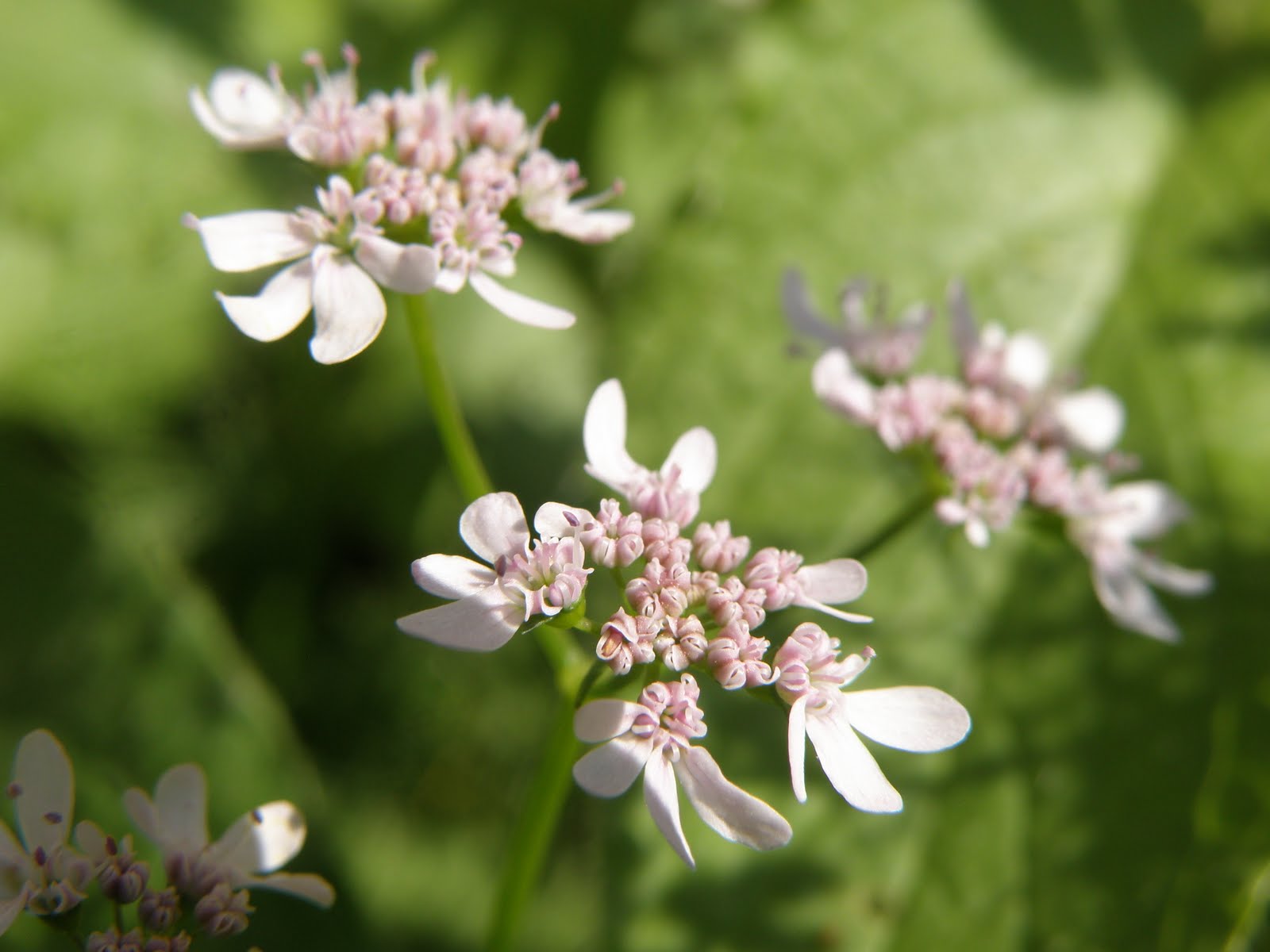 Le Jardin d'Hélène coriandre en fleur Le Jardin d'Hélène coriandre en fleur