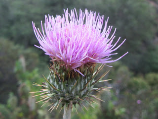 Western Thistle