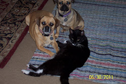 A Puggle, A Jug, and a Tuxedo Cat