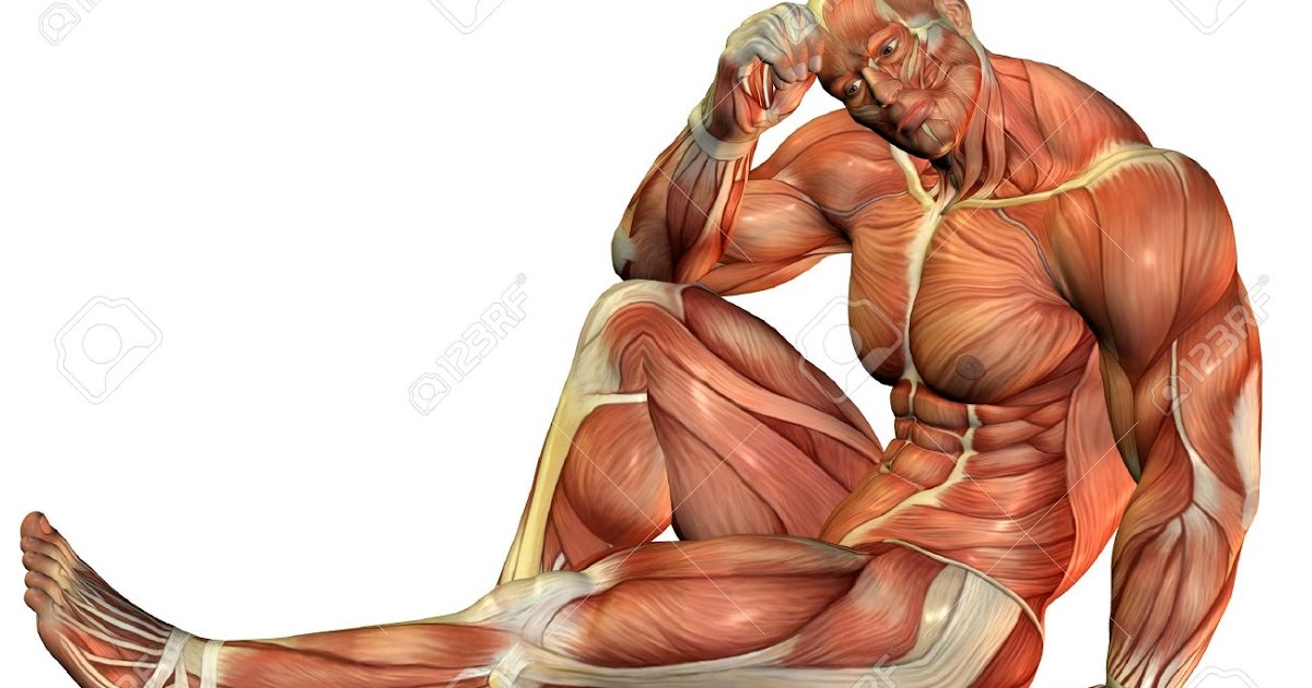 зажим трапециевидной мышцы. бицепс. напряженная и расслабленная мышца. мышцы спины для массажа. трапециевидная мышца (m.