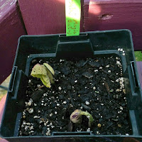 Square plastic pot with two bean seedlings.