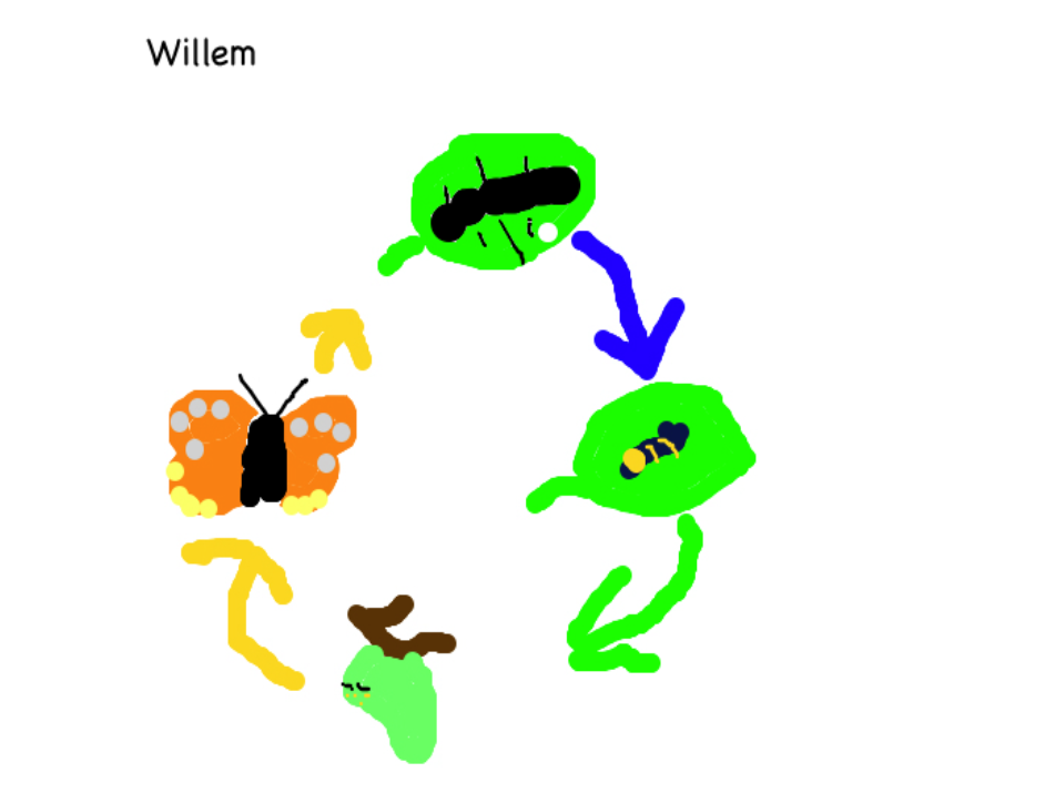 room-3-sunnybrae-normal-school-a-caterpillars-life-cycle
