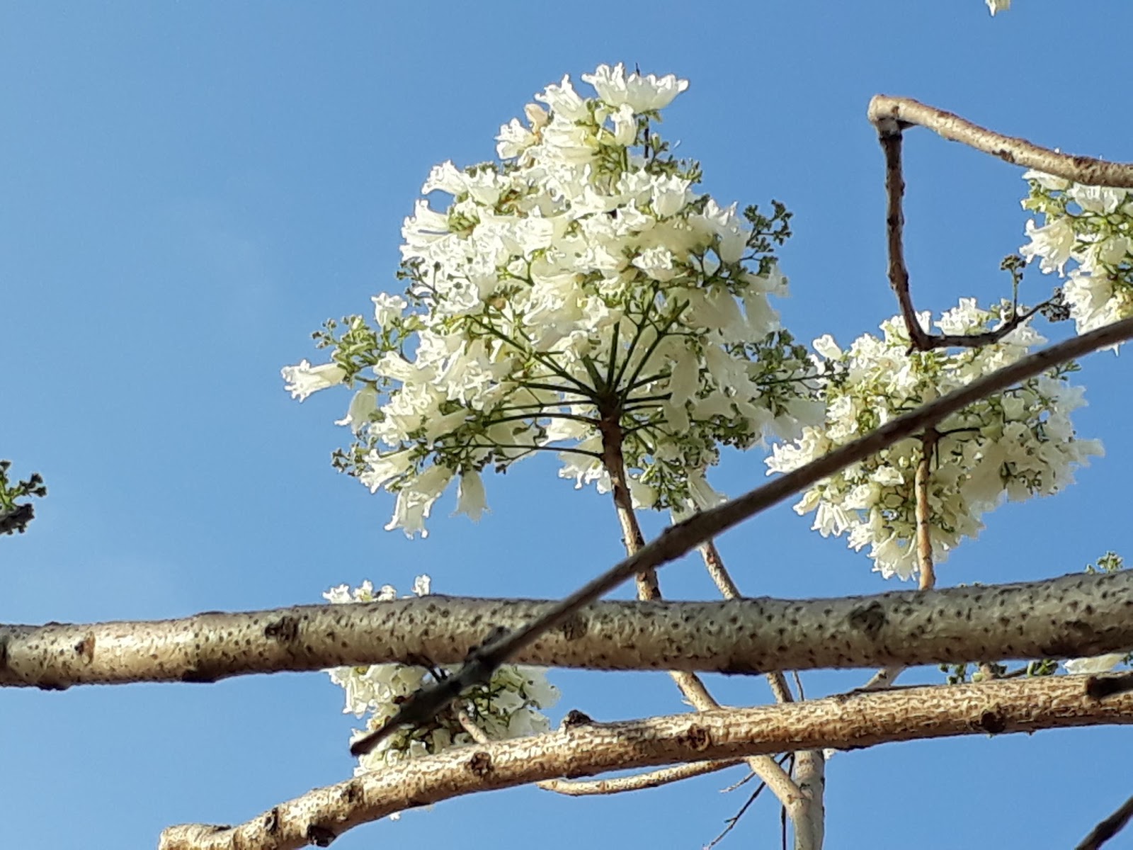 a hopeful nature: A White Jacaranda