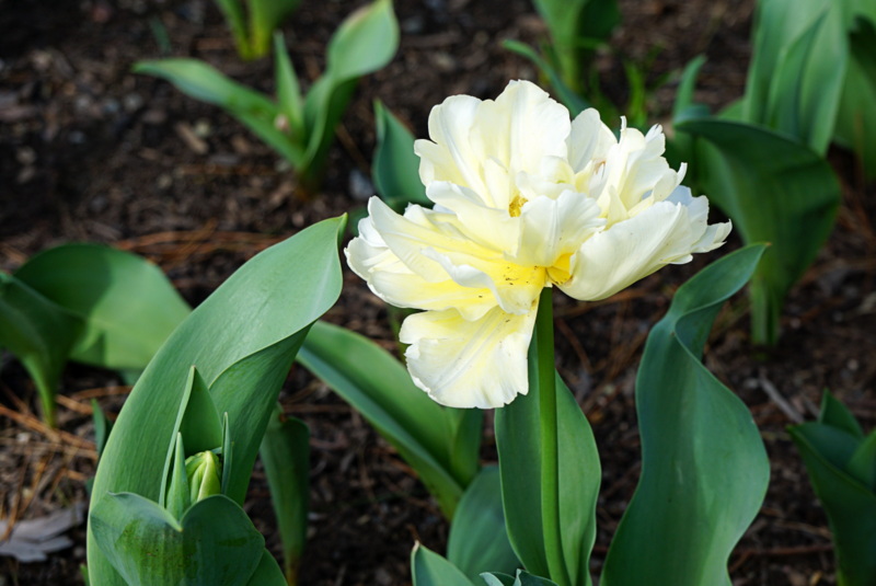 FocusingOnLife Tulip Mania