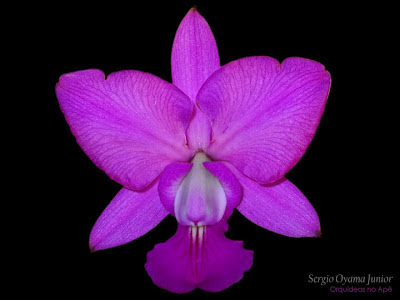 Orquídea Cattleya walkeriana 'Feiticeira'