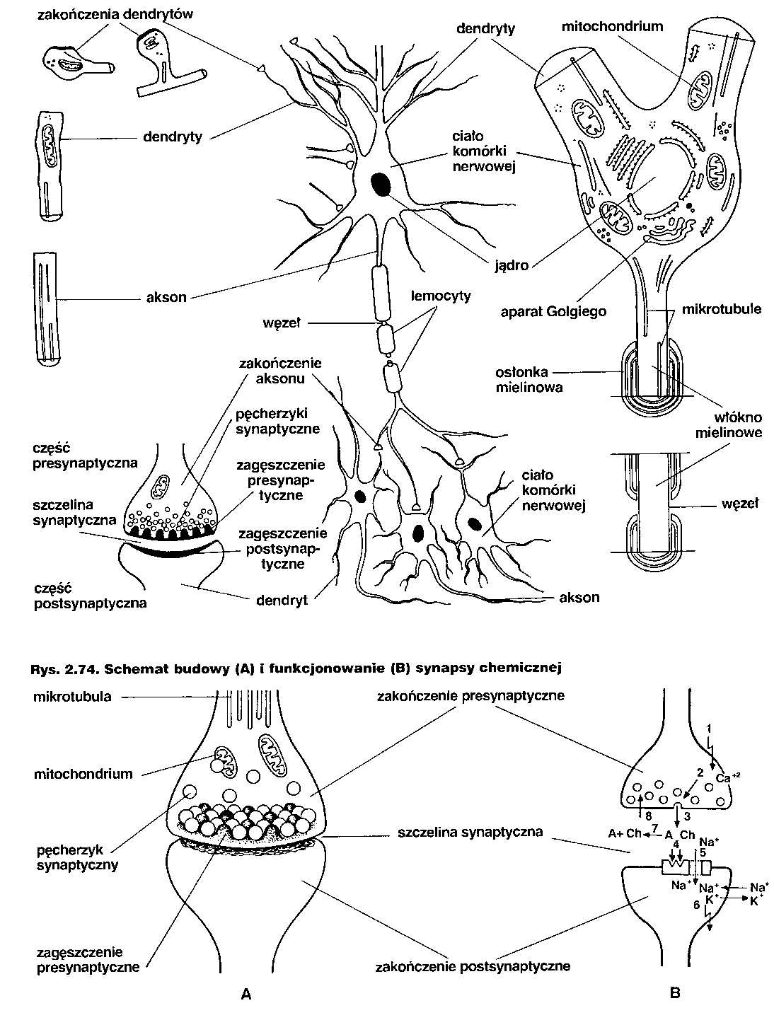 Na Rysunku Przedstawiono Budowę Neuronu Biologia ogólna: Tkanka nerwowa zwierzęca