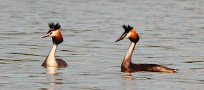 Great Crested Grebes