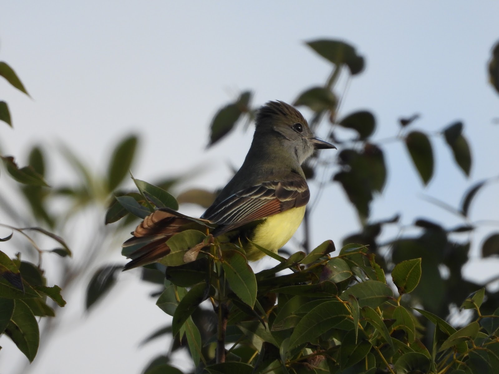 Bird & Travel Photos, Birding Sites, Bird Information GREAT CRESTED