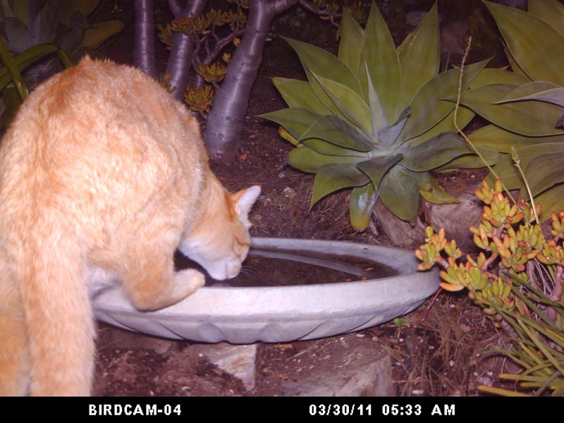 BirdCam on Cheltenham: Where did the Goldfinches go?