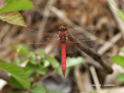 dragonflies birds raw