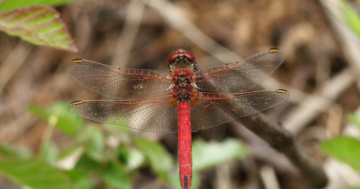 Raw Birds: RED VEINED DARTER DRAGONFLY [Male] (Sympetrum fonscolombii