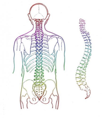 THE SKELETAL SYSTEM - AcchiBaat.com