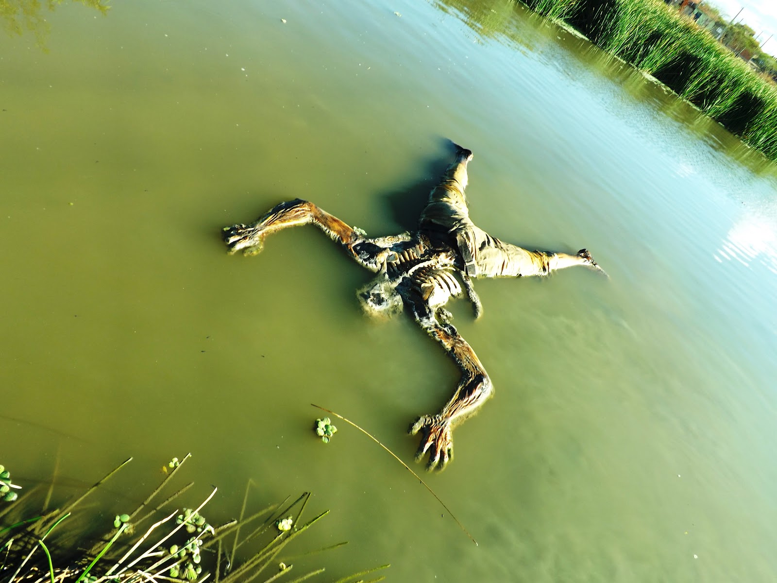 4DZ Patrulha CADÁVER EM AVANÇADO ESTADO DE É ENCONTRADO EM UM LAGAMAR NO SANTA HELENA. 4DZ Patrulha CADÁVER EM AVANÇADO ESTADO DE É ENCONTRADO EM UM LAGAMAR NO SANTA HELENA.