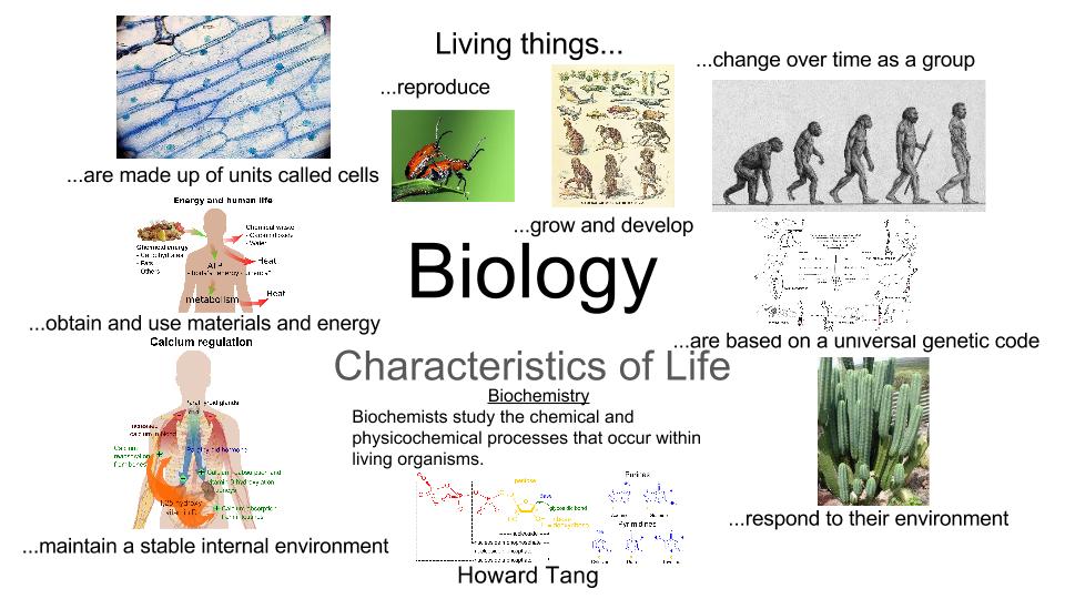 what is biology A bbc bitesize secondary school revision resource for standard grade biology on inheritance: phenotypes, genotypes, gamete, monohybrid cross,. what is biology A bbc bitesize secondary school revision resource for standard grade biology on inheritance: phenotypes, genotypes, gamete, monohybrid cross,.