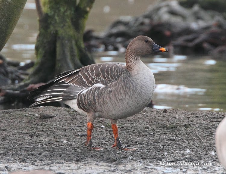 Shropshire Birder Tundra Bean Goose here for the Winter?