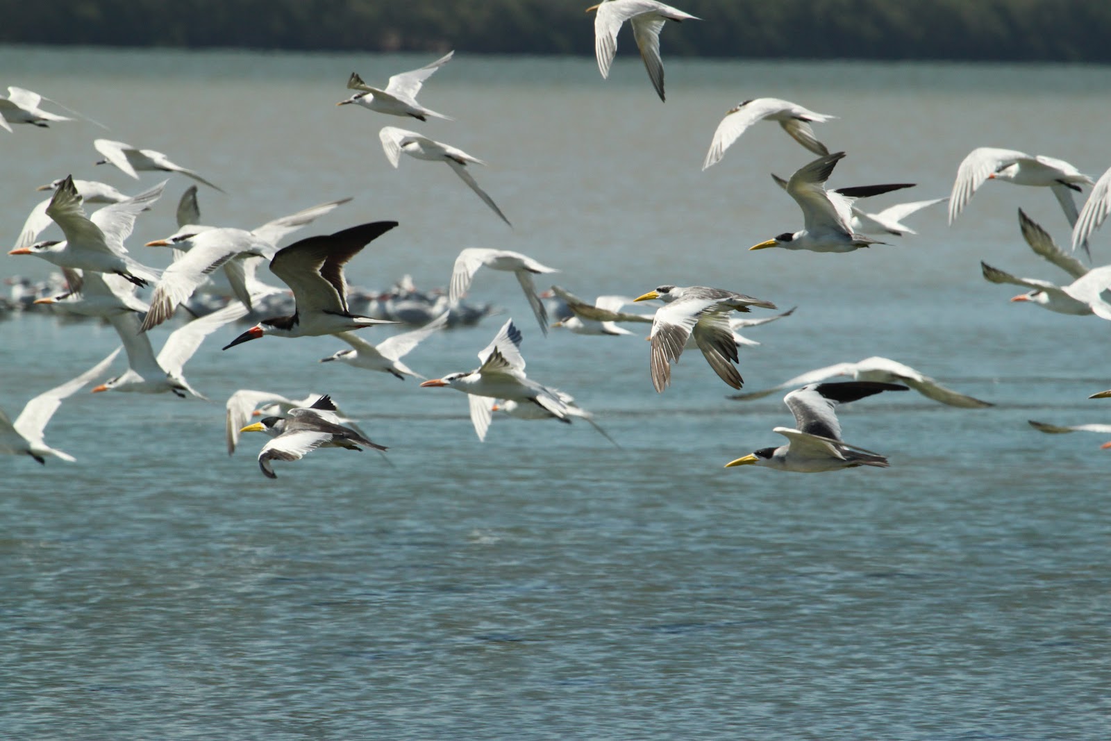 Nuestro bello mundo... A la orilla de la Laguna de Unare