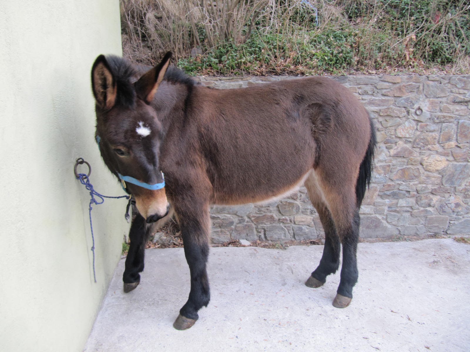 cavall pirinenc catala: Ja tenim mula.
