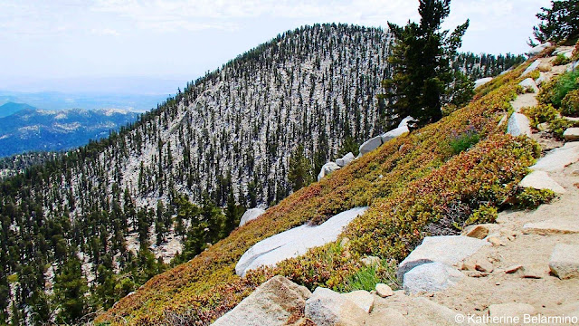 Mt. San Jacinto Peak Trail View