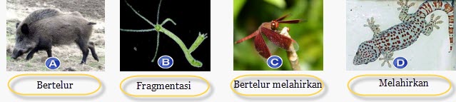 68 Contoh Gambar Hewan Fragmentasi Gratis Gambar Hewan