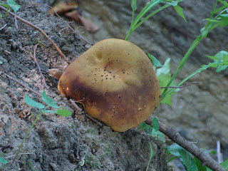 Suillellus luridus DSC44838