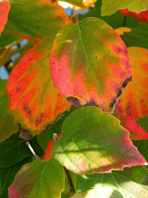 Fall foliage Fothergilla gardenii dwarf fothergilla Toronto Botanical Garden by garden muses-not another Toronto gardening blog 