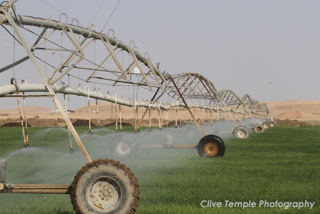 Gone Pishing: Al Monsor Dairy Farm, Saudi Arabia