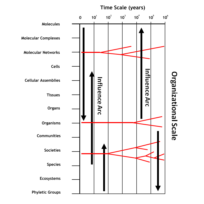 Synthetic Daisies Scale and Evolution a phenomonological perspective