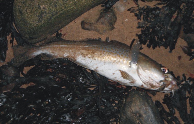 South Coast Bass by RockHunter: Summary of the Cod Season - Part 1