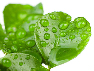 hogyan kell fogyasztani a moringa magot a fogyáshoz lirik hogyan kell fogyasztani a moringa magot a fogyáshoz lirik
