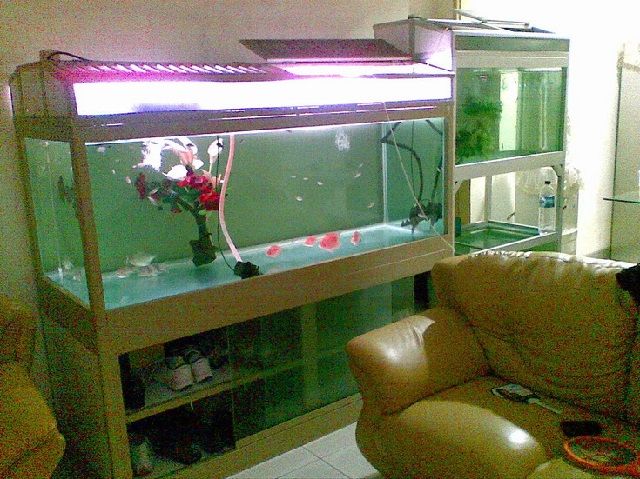 Tips Merawat Anakan Arwana Supaya Cepat Besar dengan Pakan ...