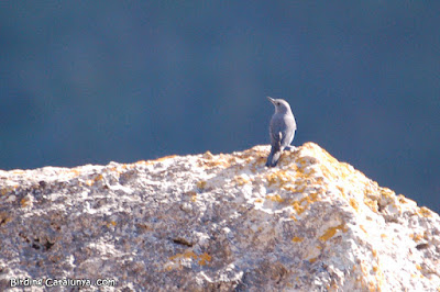 Merla blava (Monticola solitarius)