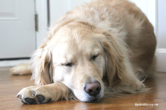  golden retriever dog taking a nap