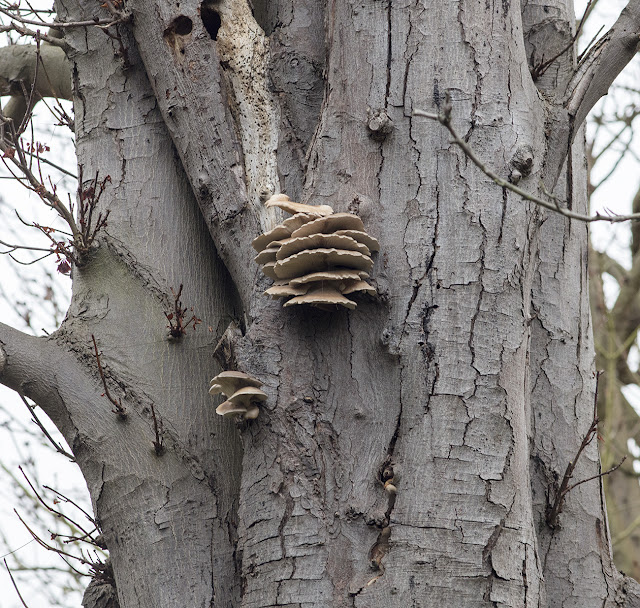 Pleurotus ostreatus, Oyster Mushroom, on Horse Chestnut. The Knoll, Hayes, 10 December 2016. Pleurotus ostreatus, Oyster Mushroom, on Horse Chestnut. The Knoll, Hayes, 10 December 2016.