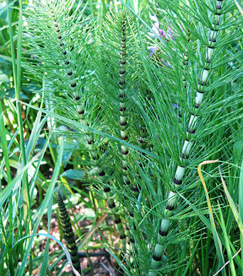 Tallos estériles de cola de caballo (Equisetum telmateia)