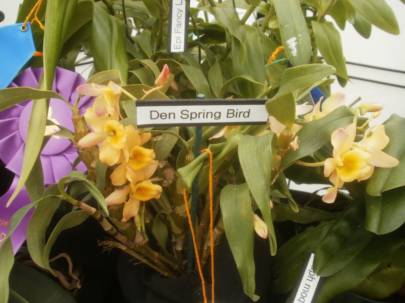 Plants are the Strangest People Pretty picture Dendrobium Spring Bird