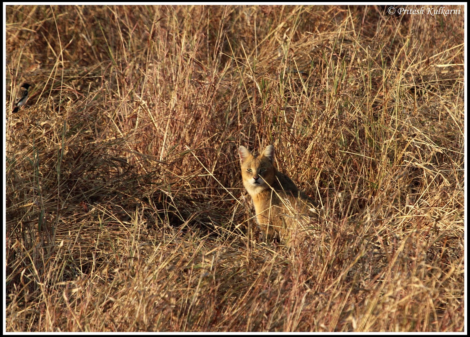 Wild Cat look Wild Cat look