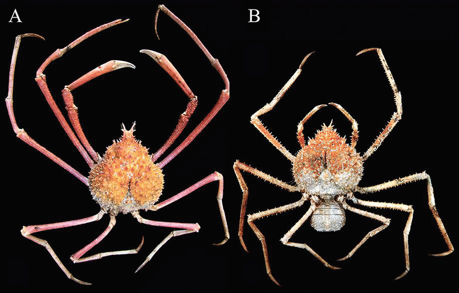 Sciency Thoughts Pleistacantha kannu A new species of Spider Crab