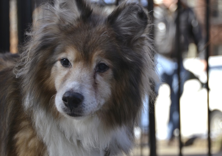 Lucky, the abandoned sheltie, gets adopted Lucky, the abused and abandoned sheltie, gets a second and a forever home