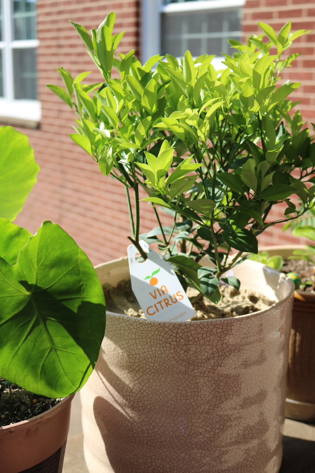 Pleasurable Hobbies Tropical Plants